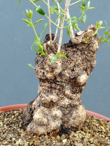Bonsai olivastro 33x16m - bonsai,