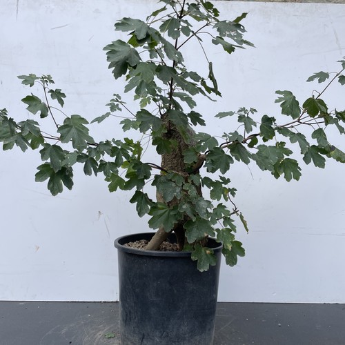 Pre bonsai acero - bonsai, di