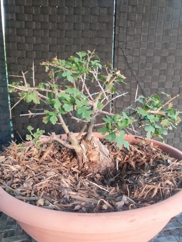 Pre bonsai crataegus - pre,