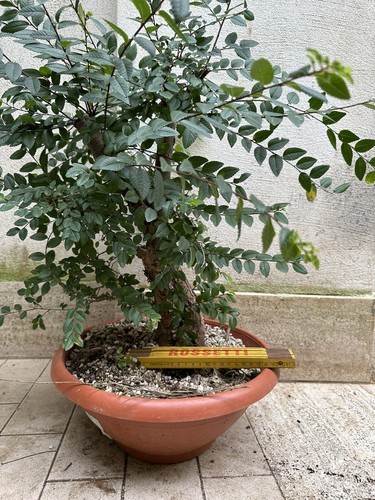 Pre bonsai olmo parvifolia - pre,