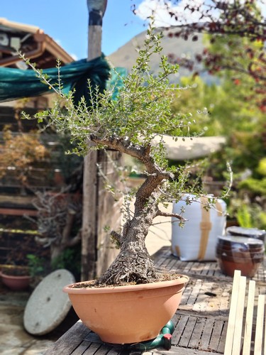 Olivastro pre bonsai cm - pre-bonsai, 65