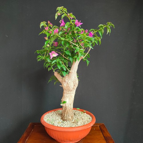 Pre bonsai bouganvillea - bonsai,