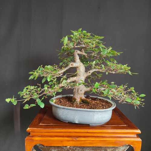 Bonsai carpino bianco - ,