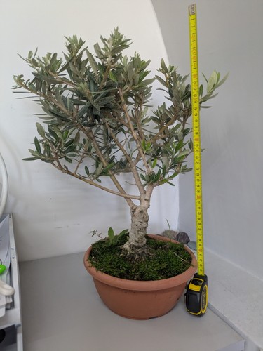 Bonsai prebonsai ulivo olea - prebonsai,