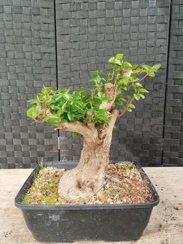Bonsai ligustrun sinense - di,