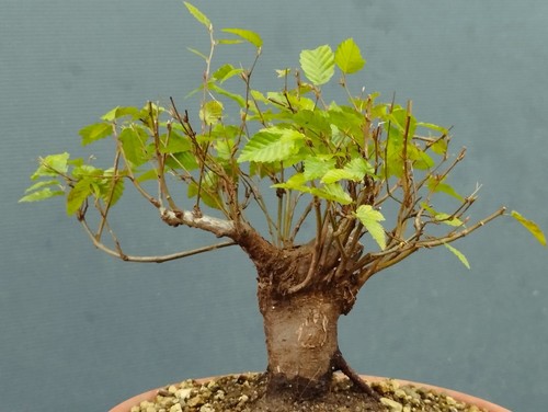 Pre bonsai carpino nero - carpino,