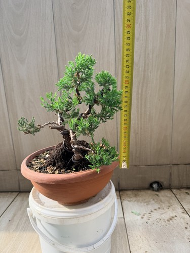 Pre bonsai ginepro - , di
