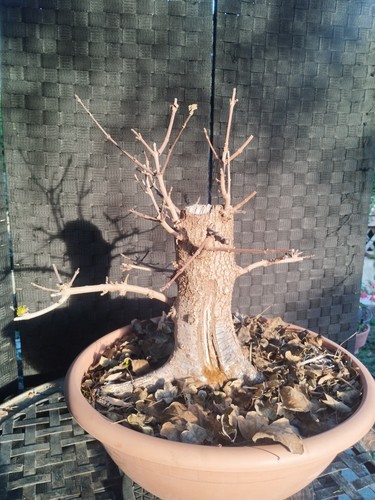 Pre bonsai acer - bonsai, campestre