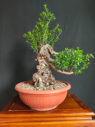 Pre bonsai mirto - pre, di