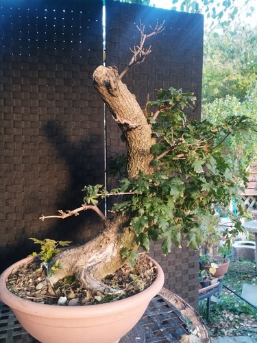 Pre bonsai acer - di, campestre