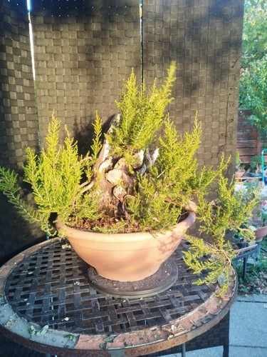 Pre bonsai erica arborea - bonsai, di
