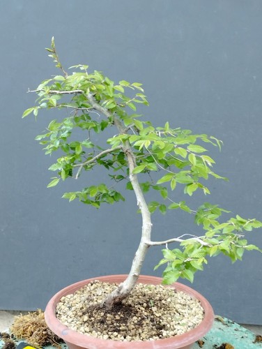 Pre bonsai carpino - bonsai, nero