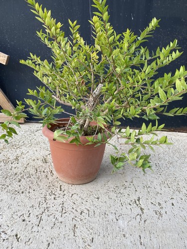 Pre bonsai mirto - pre-bonsai,