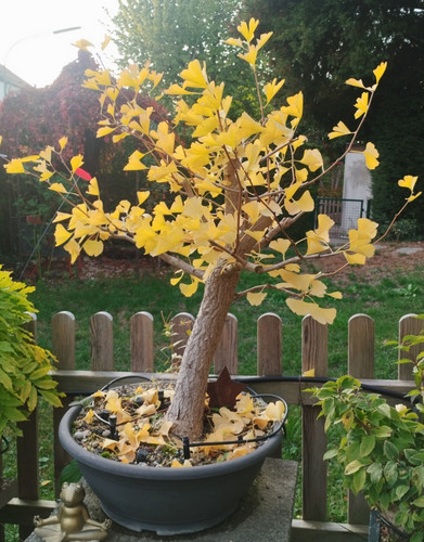 Bonsai ginkgo biloba - bonsai, di