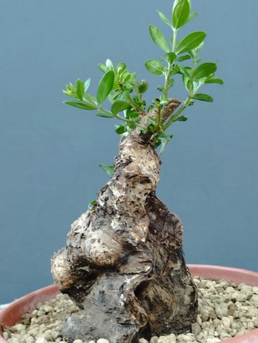 Bonsai olivastro 20x10cm - bonsai, in