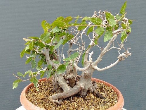 Bonsai carpino bianco 30x20cm - carpino,