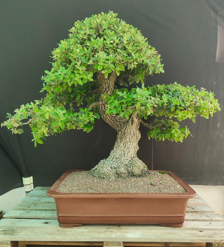 Bonsai master leccio - master,
