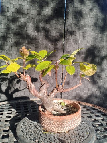 Pre bonsai pseudocydonia - pre,