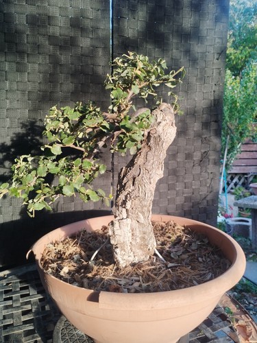 Pre bonsai yamadori - pre,