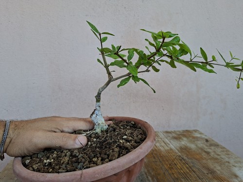 Pre bonsai punica granatum - bonsai,
