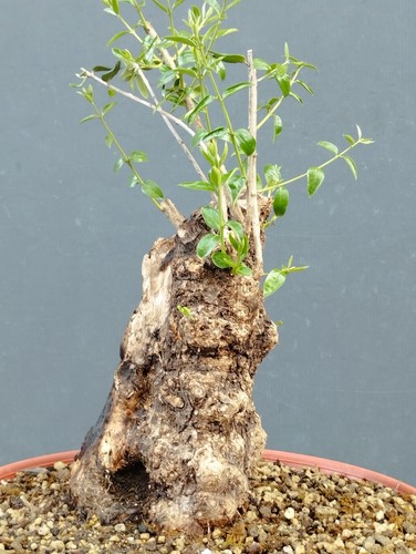 Bonsai olivastro 33x16cm - olivastro, in