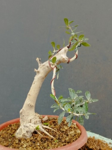 Bonsai olivastro 20x10cm - bonsai, in