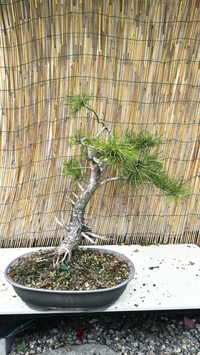 Pre bonsai pino - bonsai, di
