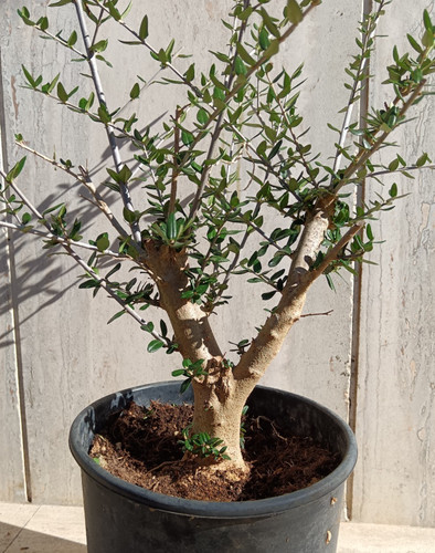 Prebonsai bonsai olovastro - prebonsai,