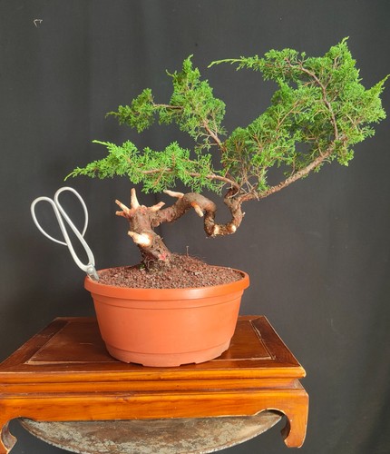 Pre bonsai ginepro itoigawa - di,
