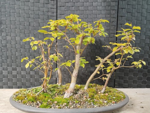 Bonsai fagus sylvatica kifu - bonsai,