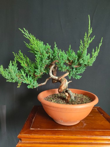 Pre bonsai ginepro di - pre,