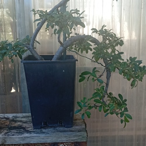 Bonsai prebonsai cotoneaster - prebonsai,