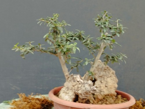 Bonsai olivastro 20x10cm - bonsai, in