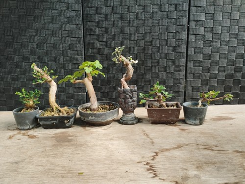 Bonsai pre - , set
