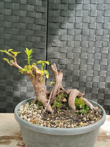 Pre bonsai euonymus - di,