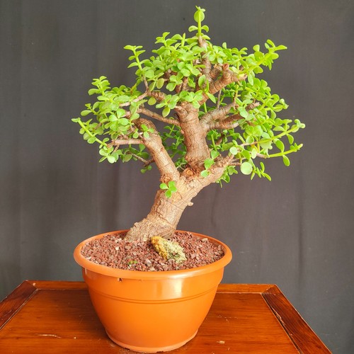 Pre bonsai portulacaria - di,