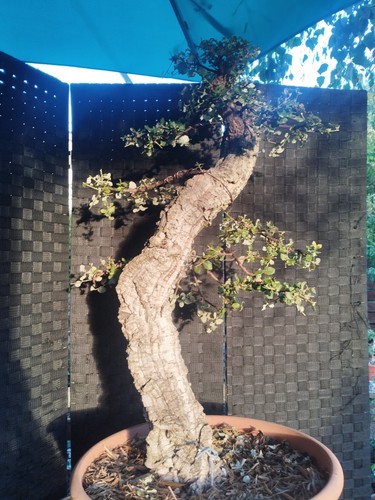 Pre bonsai yamadori - bonsai, di