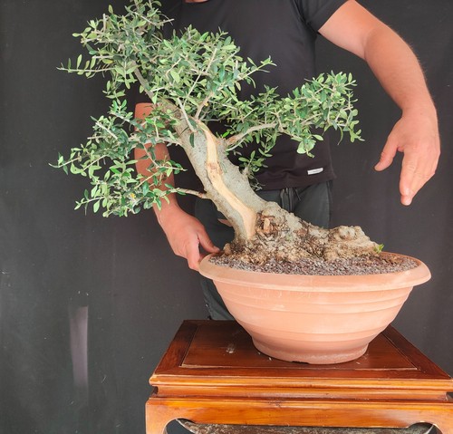 Pre bonsai olivastro - , di