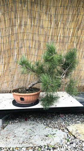 Pre bonsai pino - di,