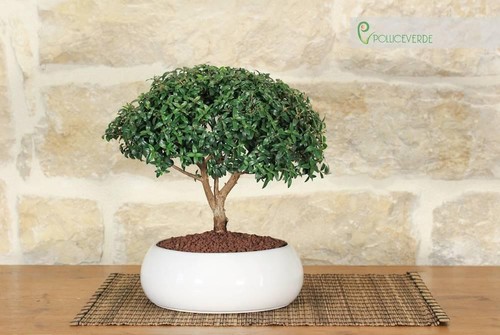 Bonsai mirto ciotola - di, in