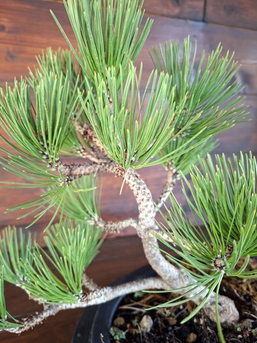 Bonsai pino loricato - pino,