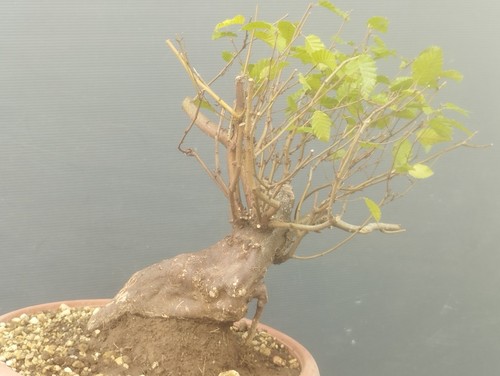 Pre bonsai carpino nero - pre,