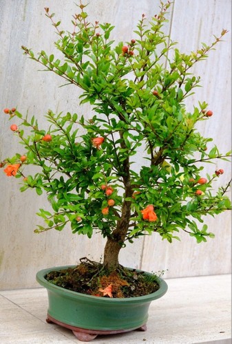 Svendita totale pre bonsai - svendita, 25%
