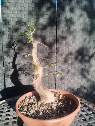 Pre bonsai crataegus - di,