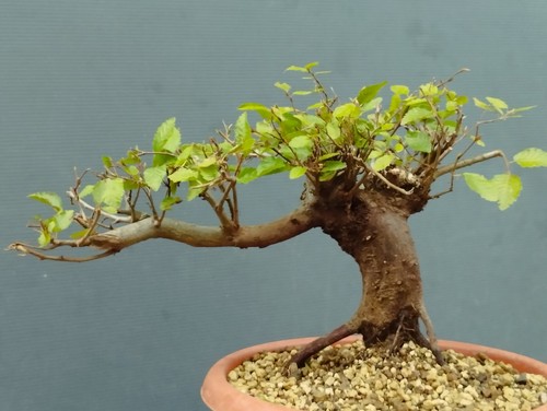 Pre bonsai carpino nero - pre,