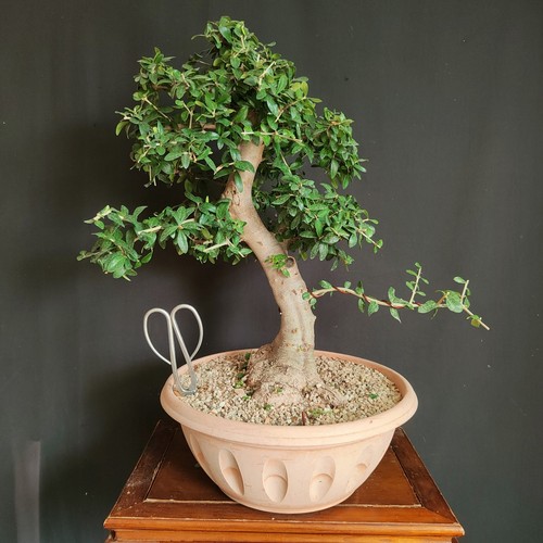 Pre bonsai olivastro - bonsai,
