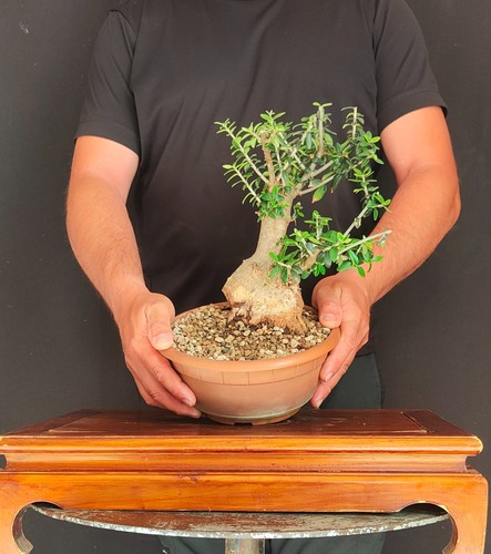Pre bonsai shoin olivastro - shoin,