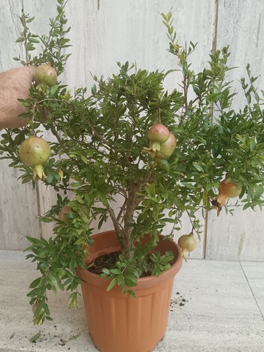 Svendita bonsai prebonsai - svendita,