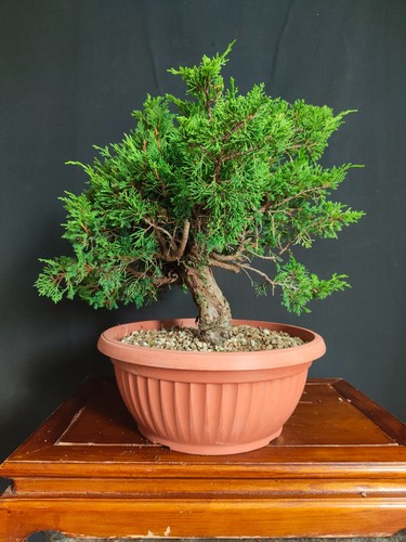 Pre bonsai ginepro itoigawa - di,