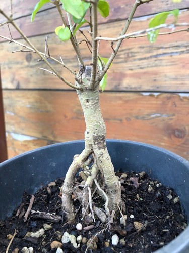 Prebonsai ligustro ovalifolium - prebonsai,